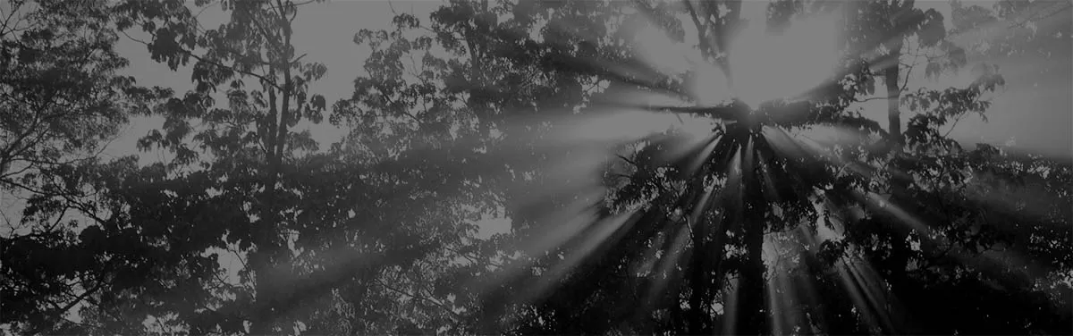 sunshine through the trees