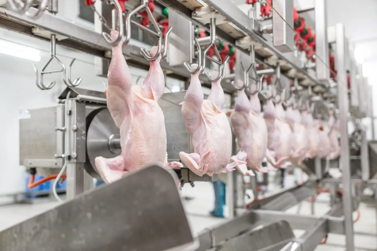 Poultry on a processing line at a meat processing facility.
