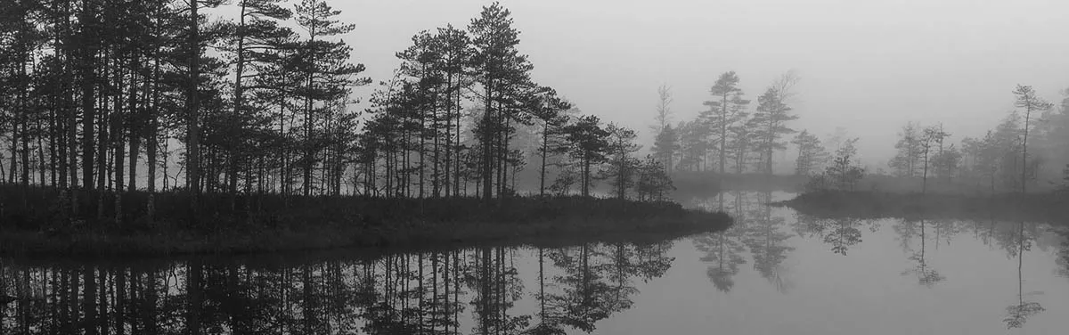 foggy shoreline