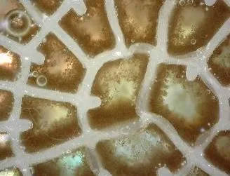 Plastic bio-media