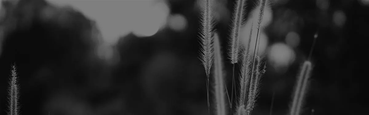 wheat stems in field